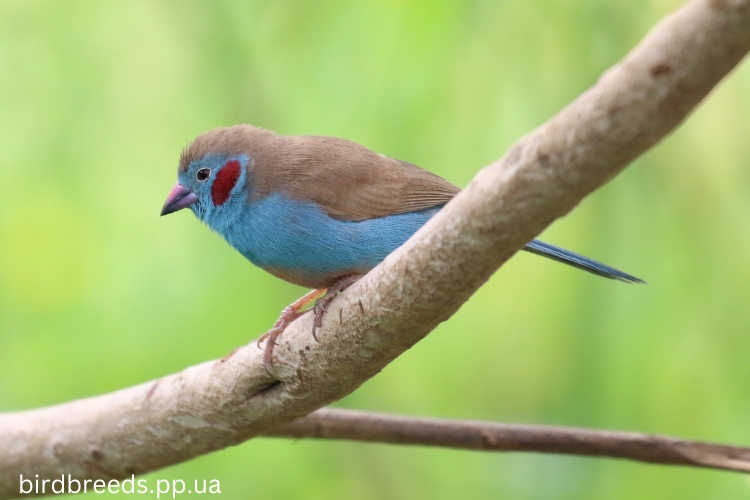 Red-Cheeked Cordon Bleu