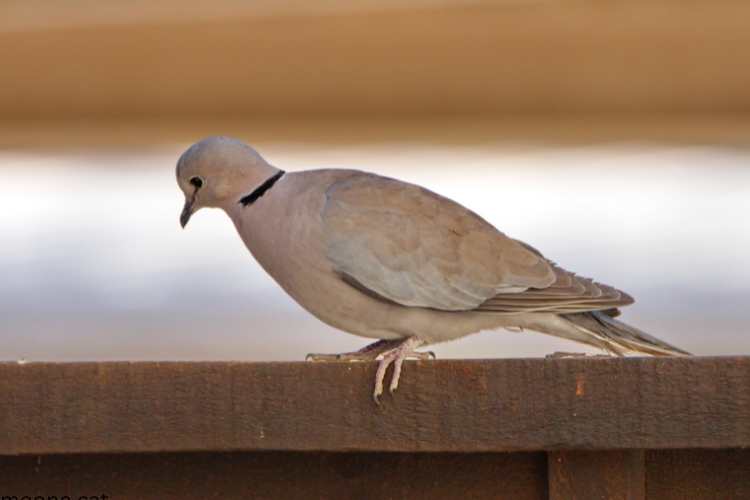 Ring-necked Dove