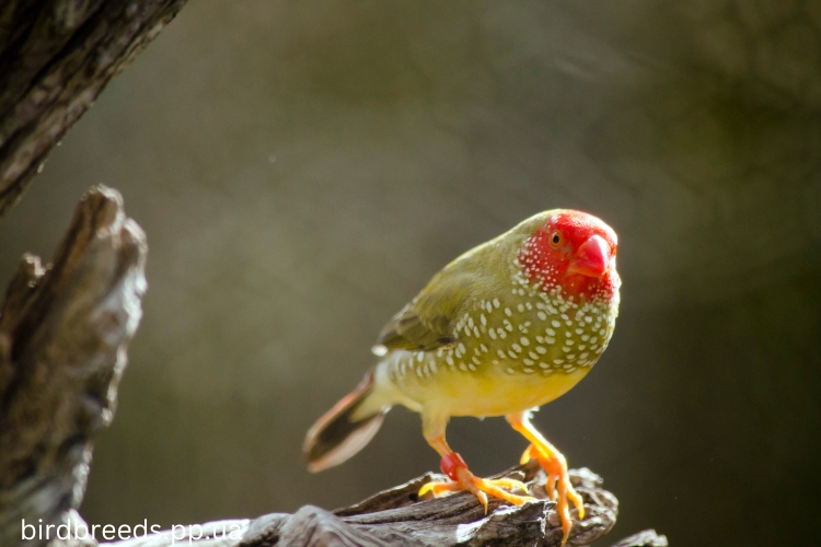 Star Finch