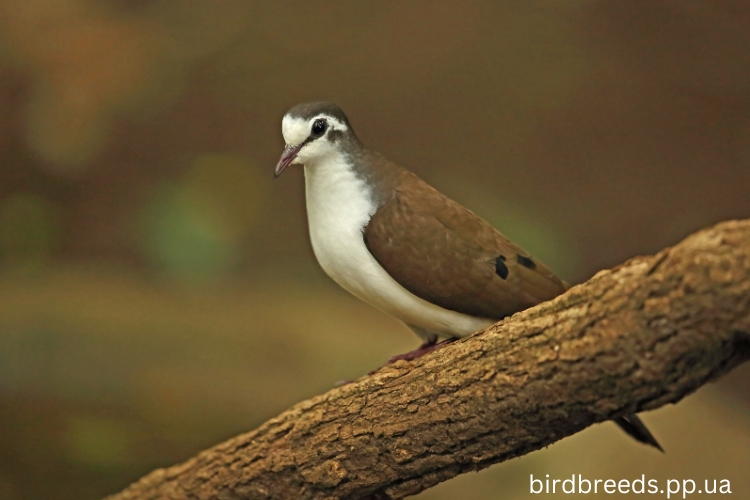 Tambourine Dove