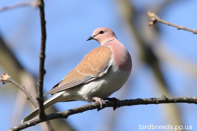 Wood-Dove