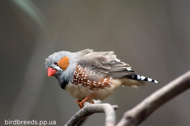 Zebra Finch