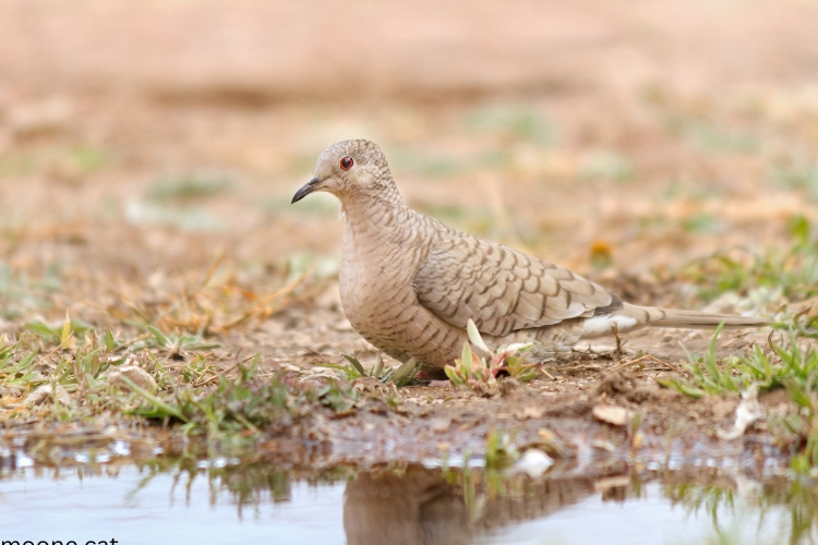 inca Dove