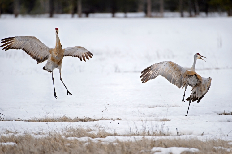 Bird Mating Dances 