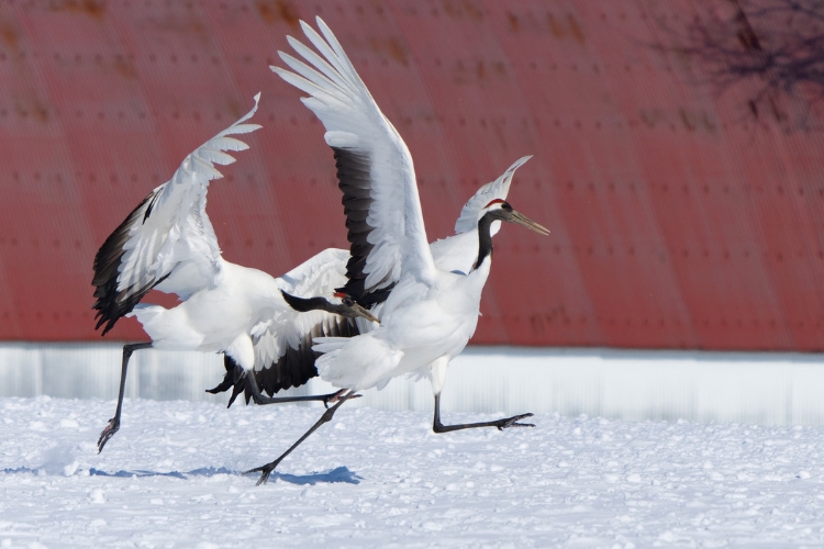 Bird Mating Dances