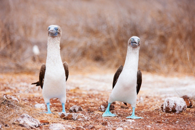 Bird Mating Dances