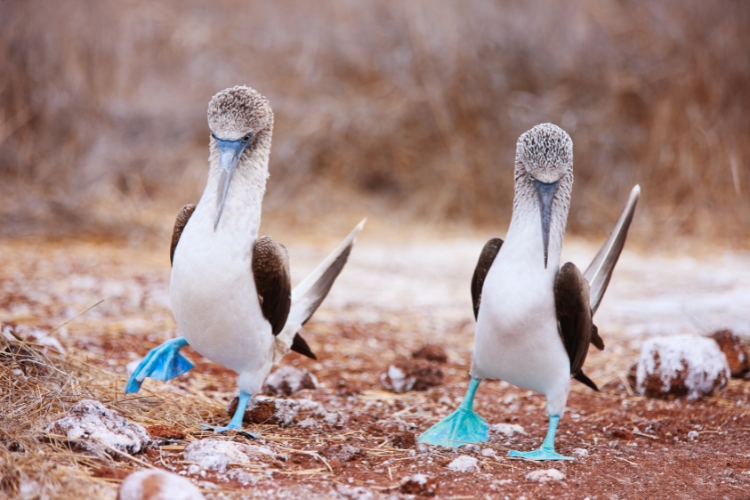 Bird Mating Dances 