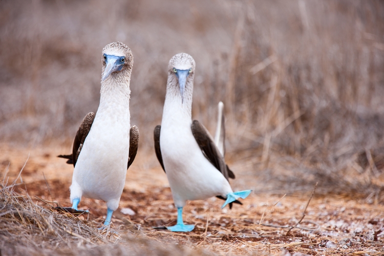 Bird Mating Dances