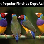 Finches