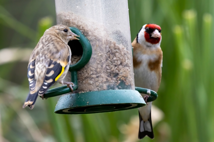 Finches 