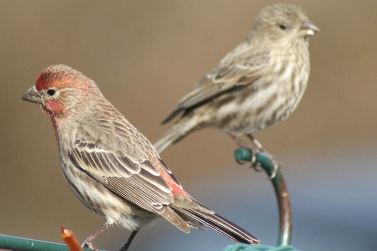 Finches 