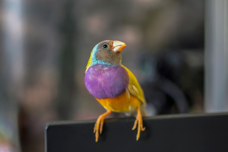 Gouldian-Finches