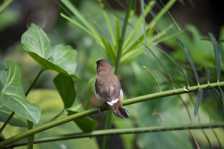 Society Finches