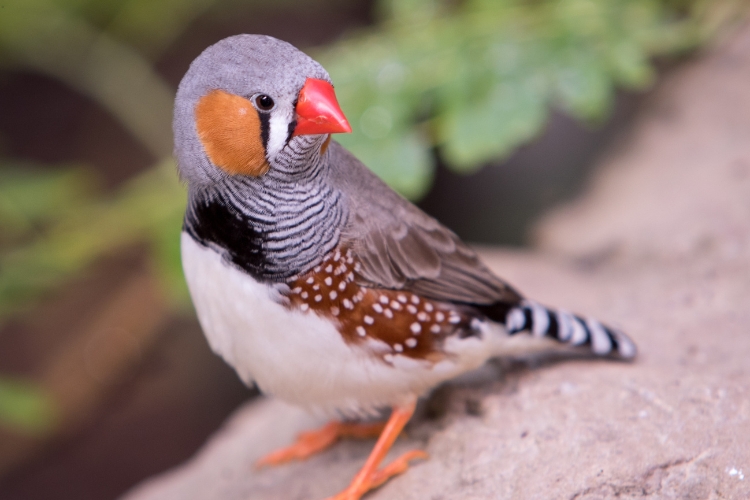 Zebra Finches 