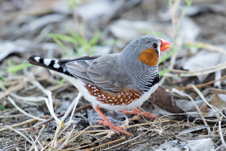 Zebra Finches 