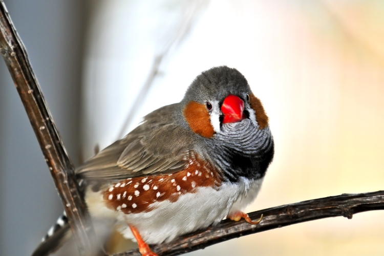 Zebra Finches