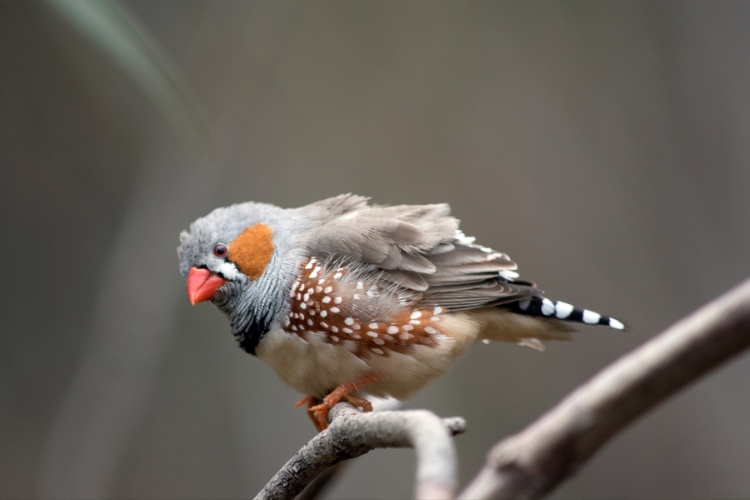 Zebra Finches 