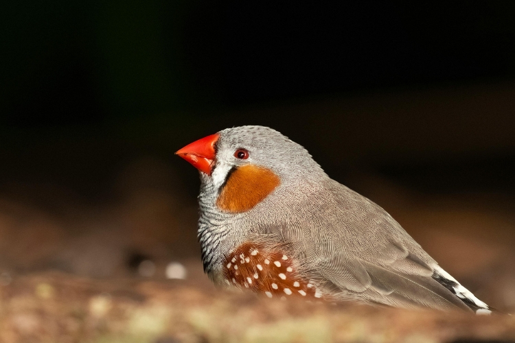 Zebra Finches 