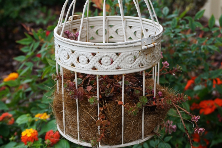 bird cage