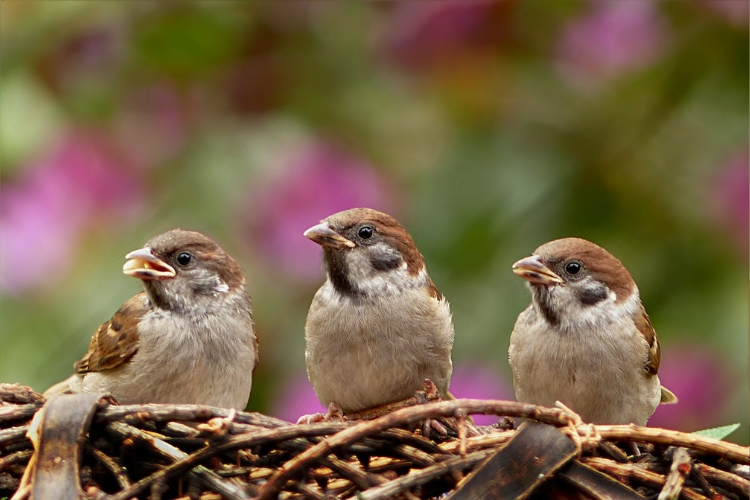 bird nesting 