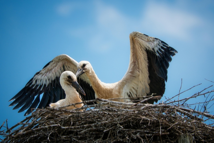 bird nesting 