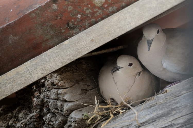 bird nesting 