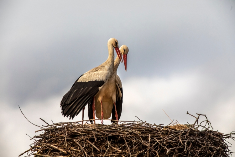 bird nesting