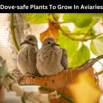 dove safe plants