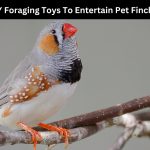 finches