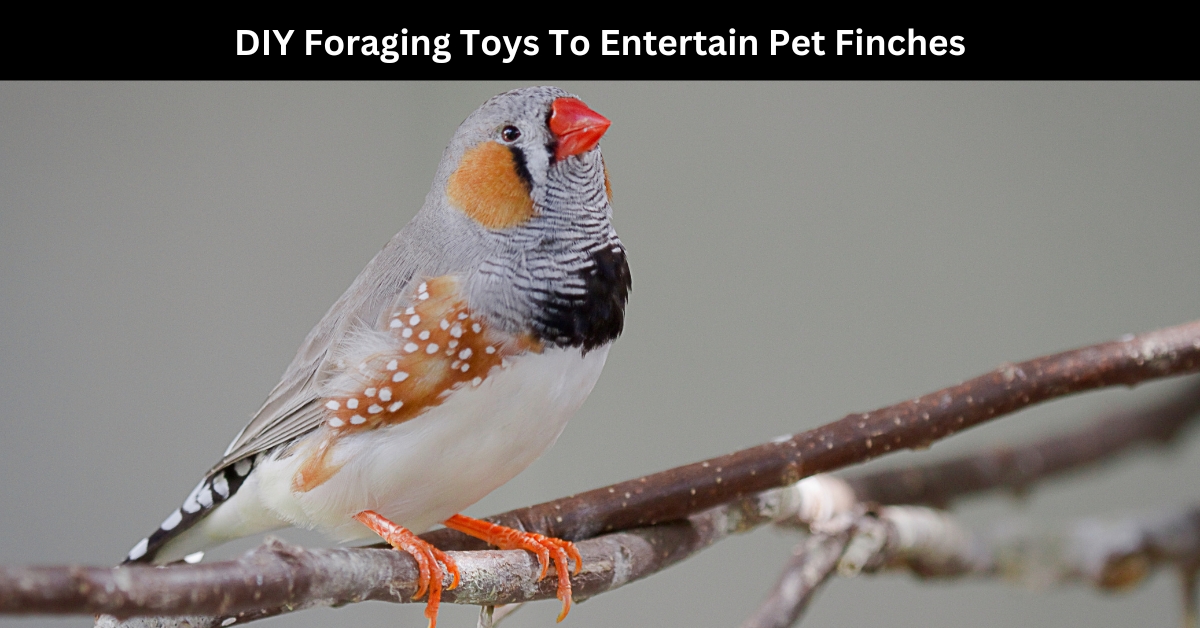 finches