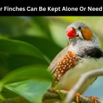 finches