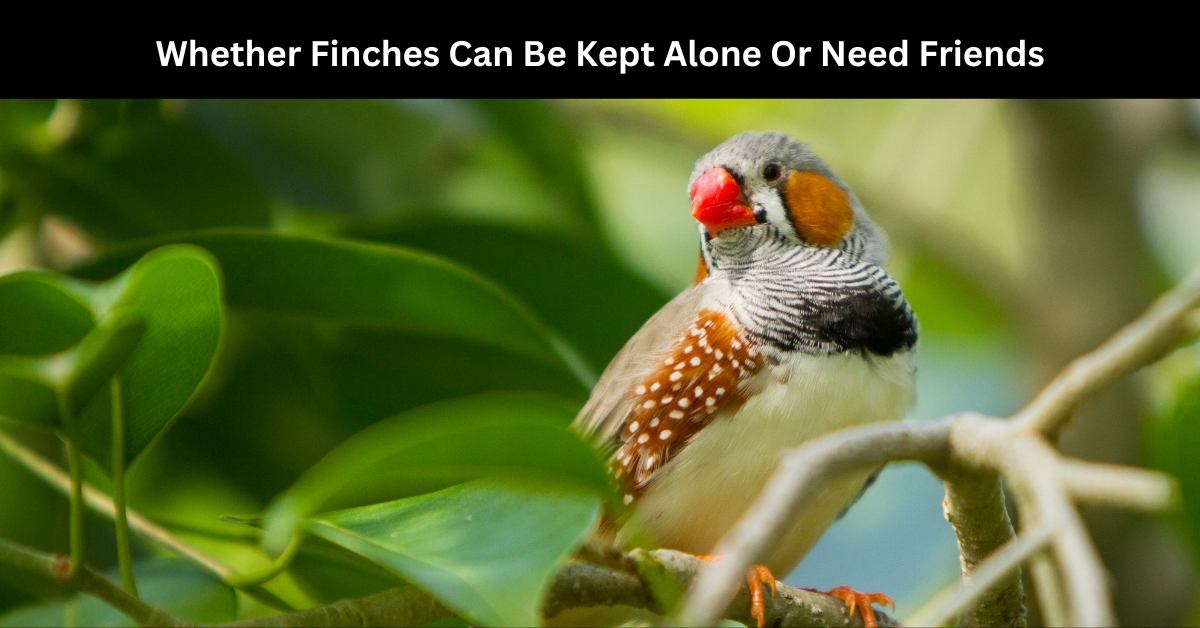 finches