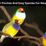 finches