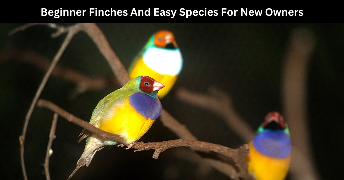 finches