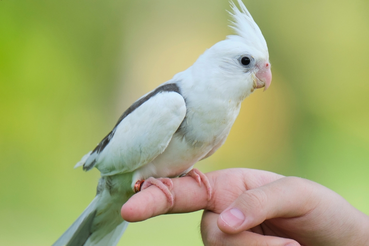 parrot birds