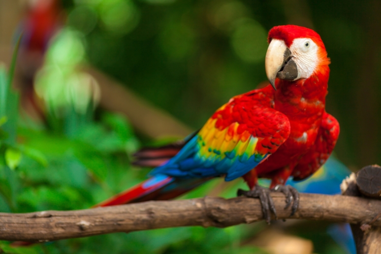 Macaws 