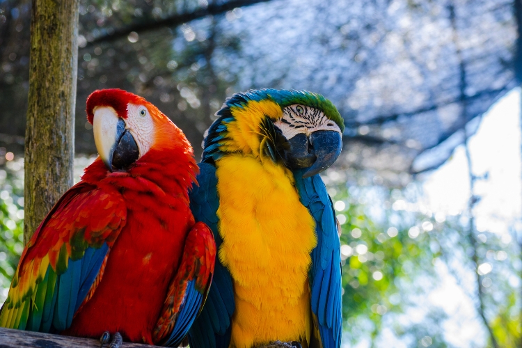 Macaws 