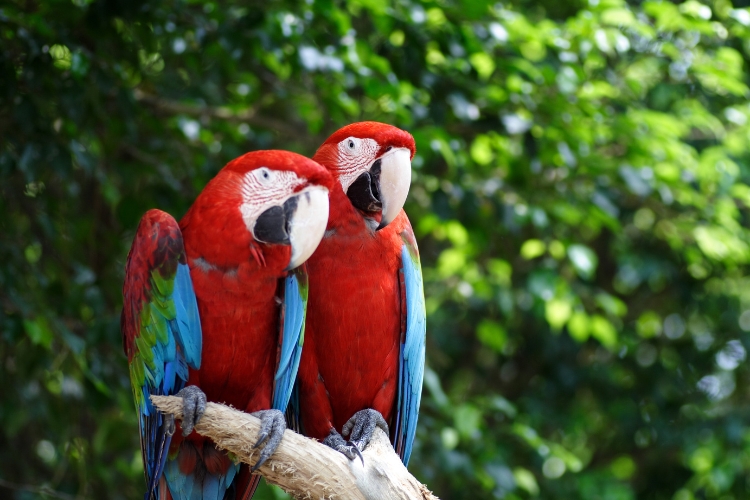 Macaws 