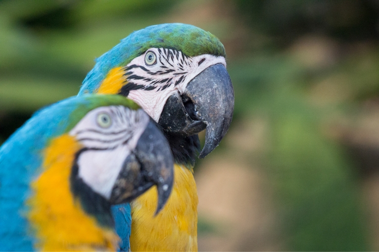 Macaws 