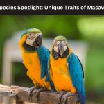 Macaws