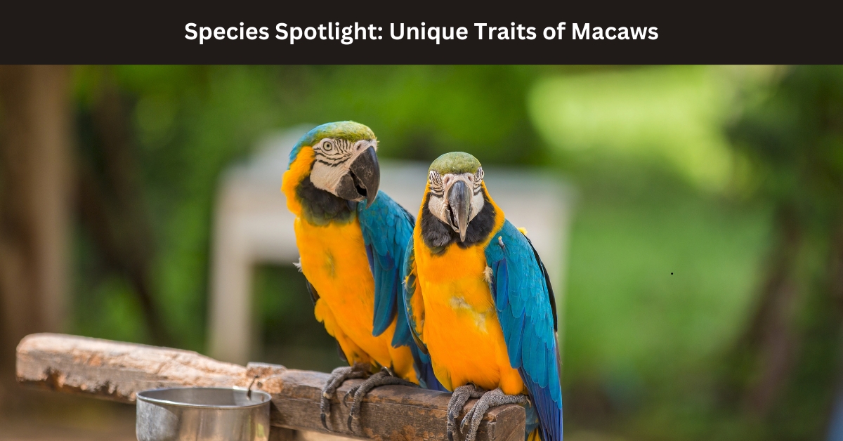 Macaws