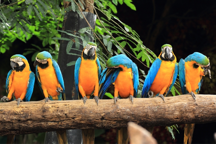 Macaws 