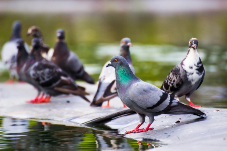 pigeons