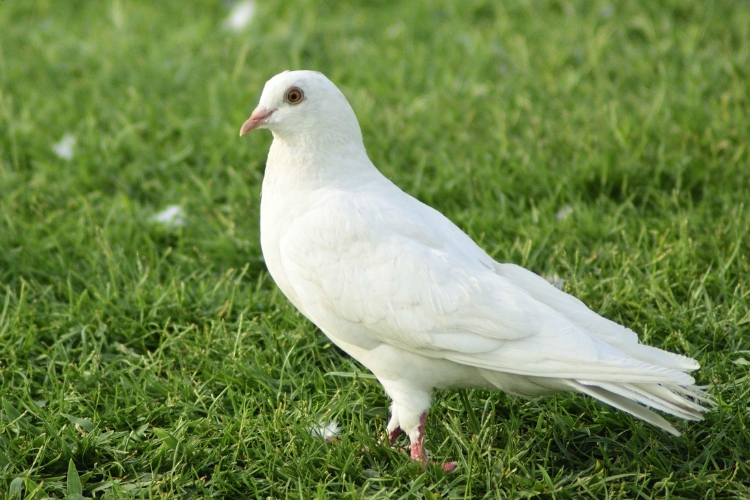 white dove