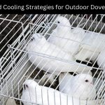 dove enclosures