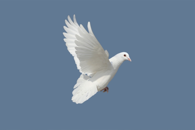 dove enclosures