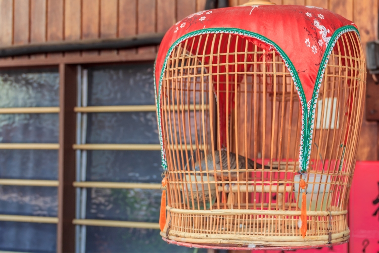 dove enclosures