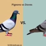 Pigeons vs Doves